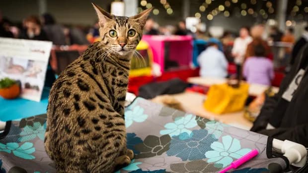 Batajnica domaćin Belgrade Cat Festa: stiže predsednica svetske asocijacije TICA