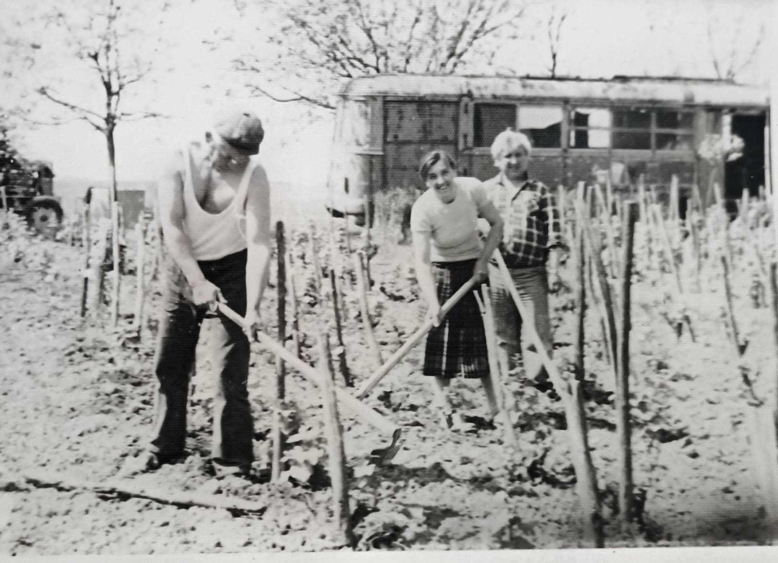 Kada je gotovo svaka kuća u Batajnici imala vinograd