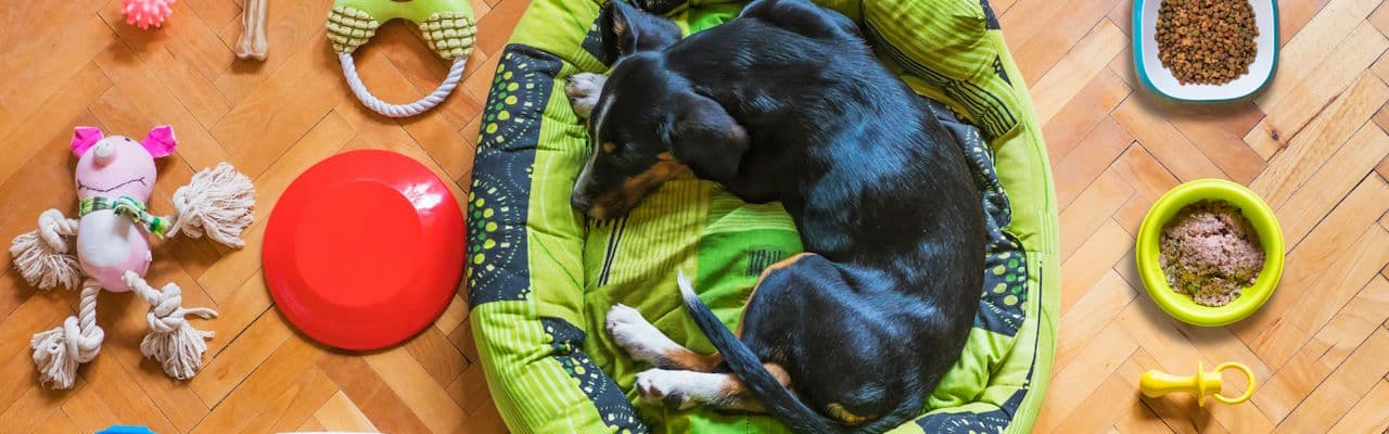 Pet shop Premium pet